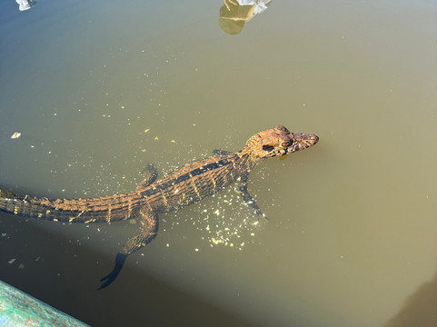 Tambopata Ecolodge主图