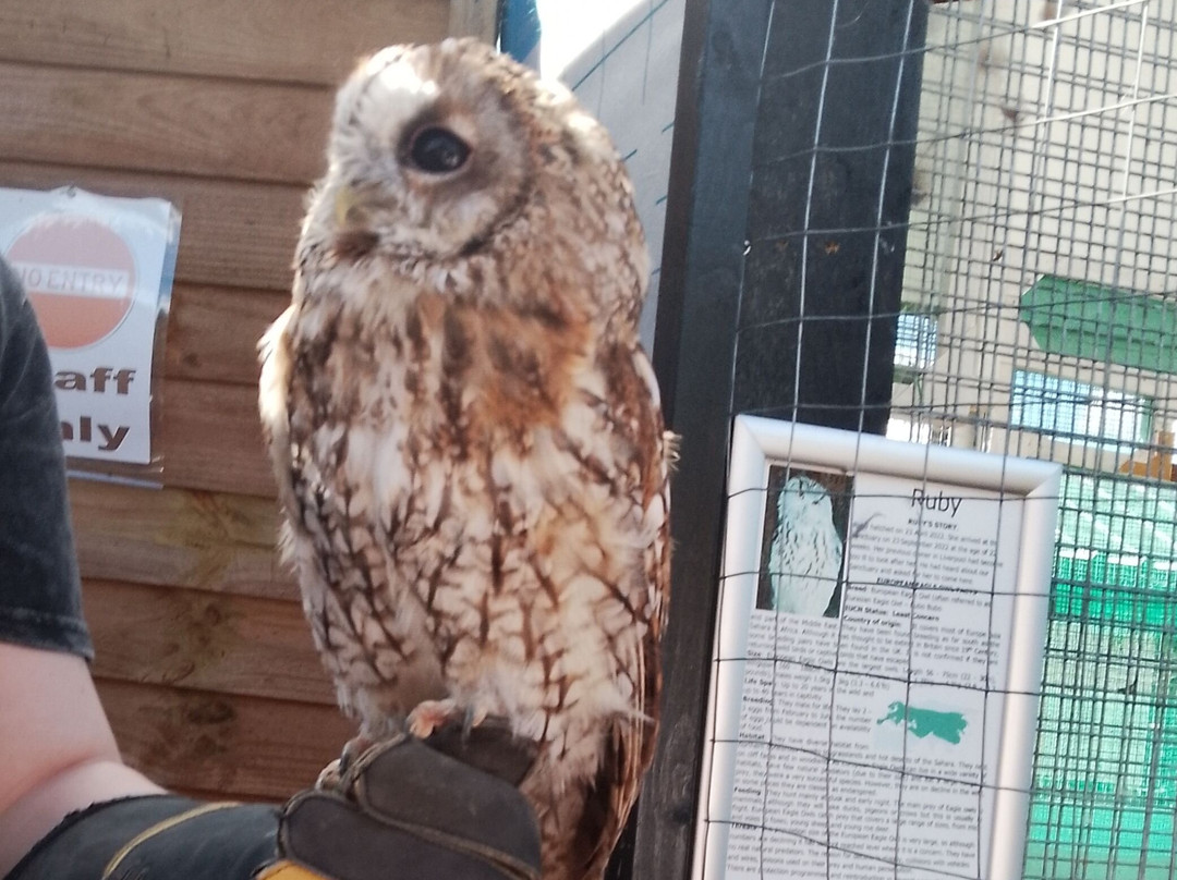 Fritton Owl Sanctuary-Fritton必去景点