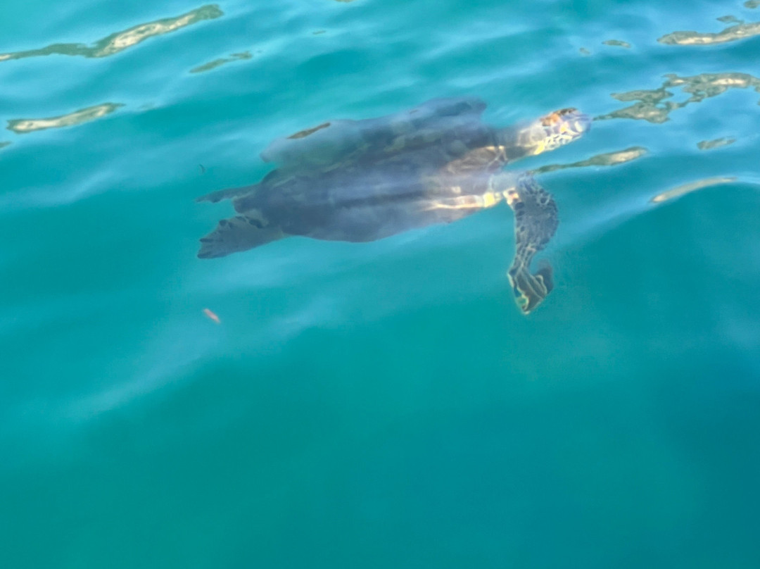 Dennis Boat - Private or Daily Tours-代姆雷必去景点