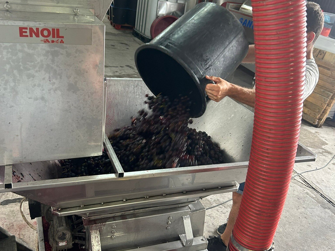 Manuel Rainha Winery-Vila Franca do Campo必去景点