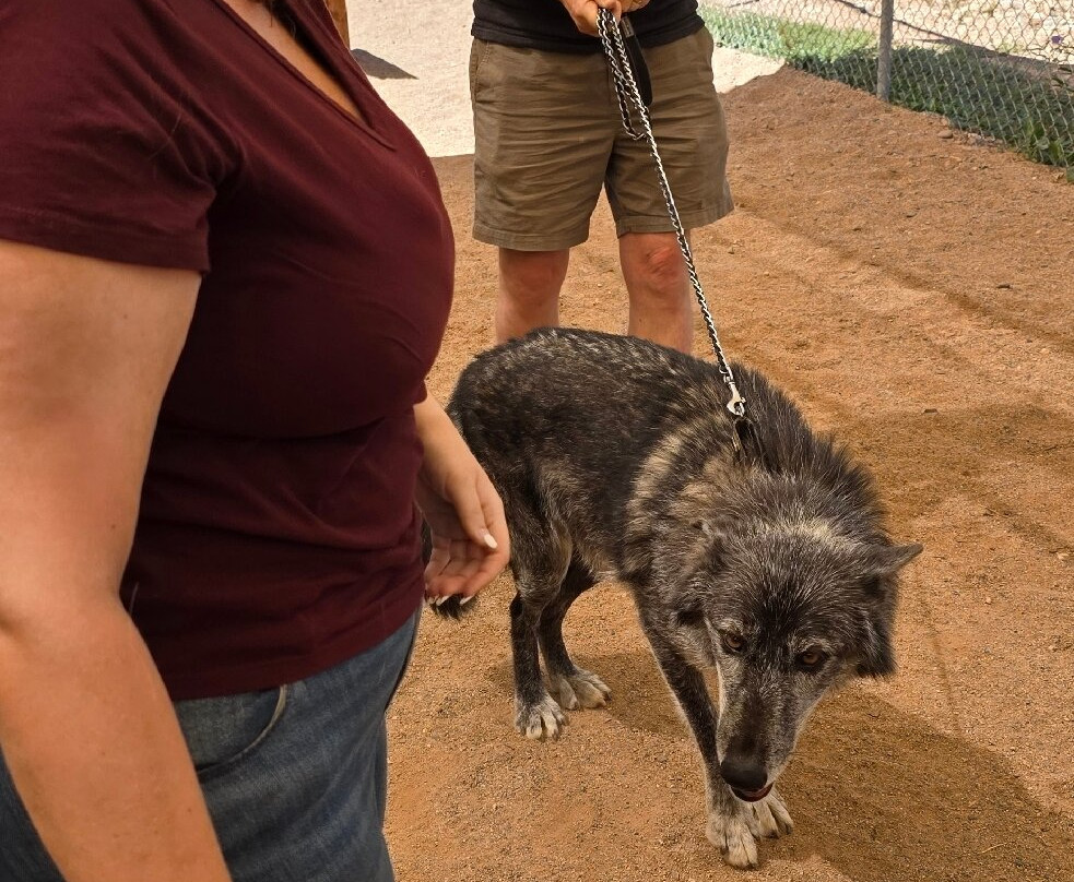 Sedona Wolf Sanctuary-Rimrock必去景点