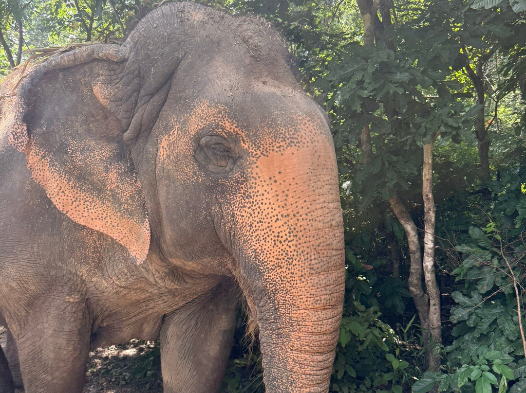 Maerim Elephant Sanctuary-夜林必去景点
