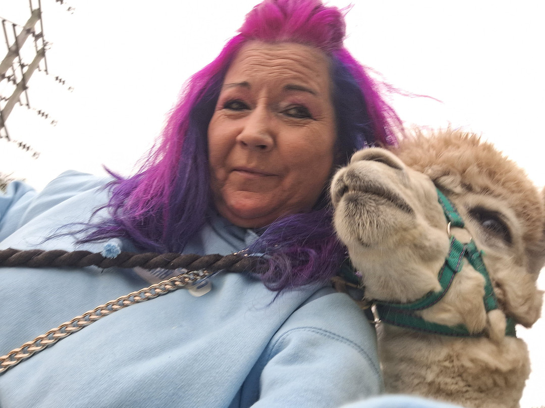 Hilly Ridge Alpacas-Wattisham必去景点