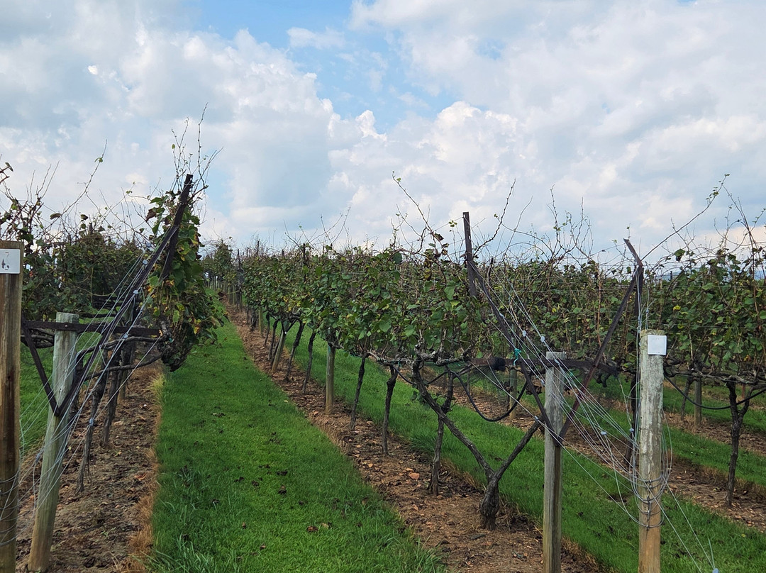 Kaya Vineyard & Winery-达洛尼加必去景点