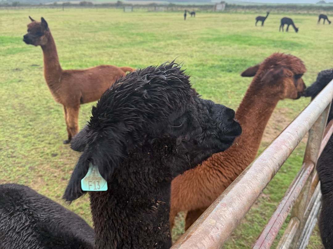 Sweet Home Alpaca-Roch必去景点