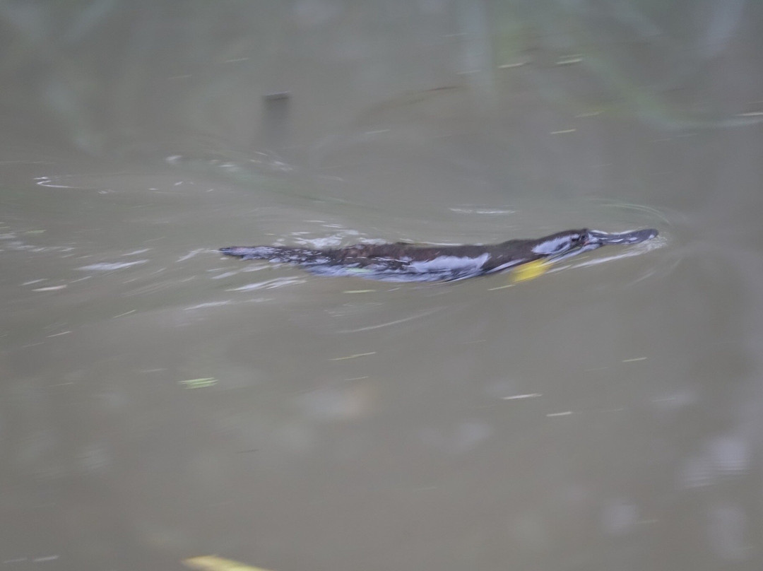 Yungaburra Platypus Viewing Platform-Yungaburra必去景点