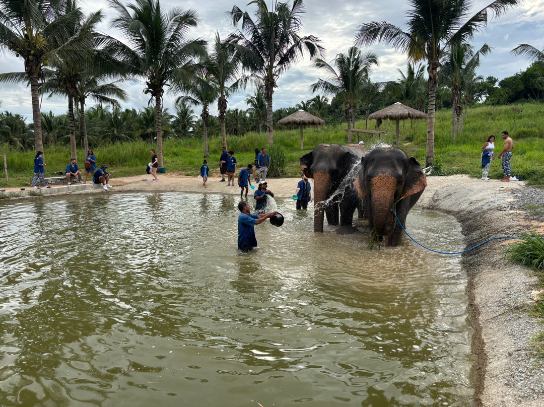 Living Green Elephant Sanctuary-清迈必去景点