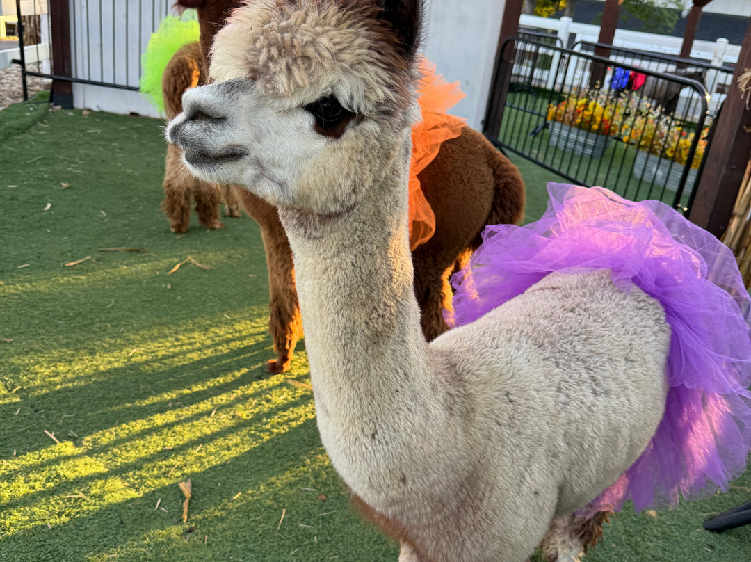 SkyLand Ranch-塞维尔维尔必去景点