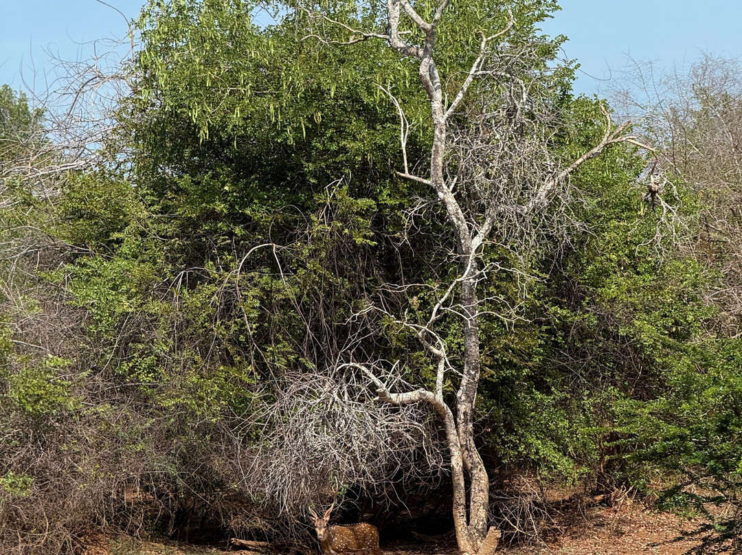 Sudu Yala Tusker Safari-蒂瑟默哈拉默必去景点