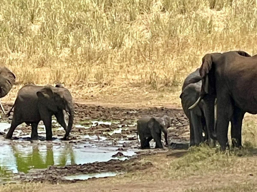 2-Day Safari to Taita Hills Salt Lick-Voi必去景点