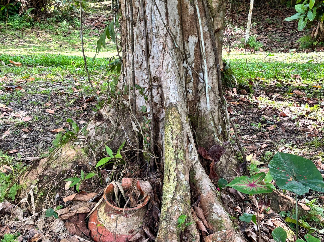 La luna del amazonas-伊基托斯必去景点