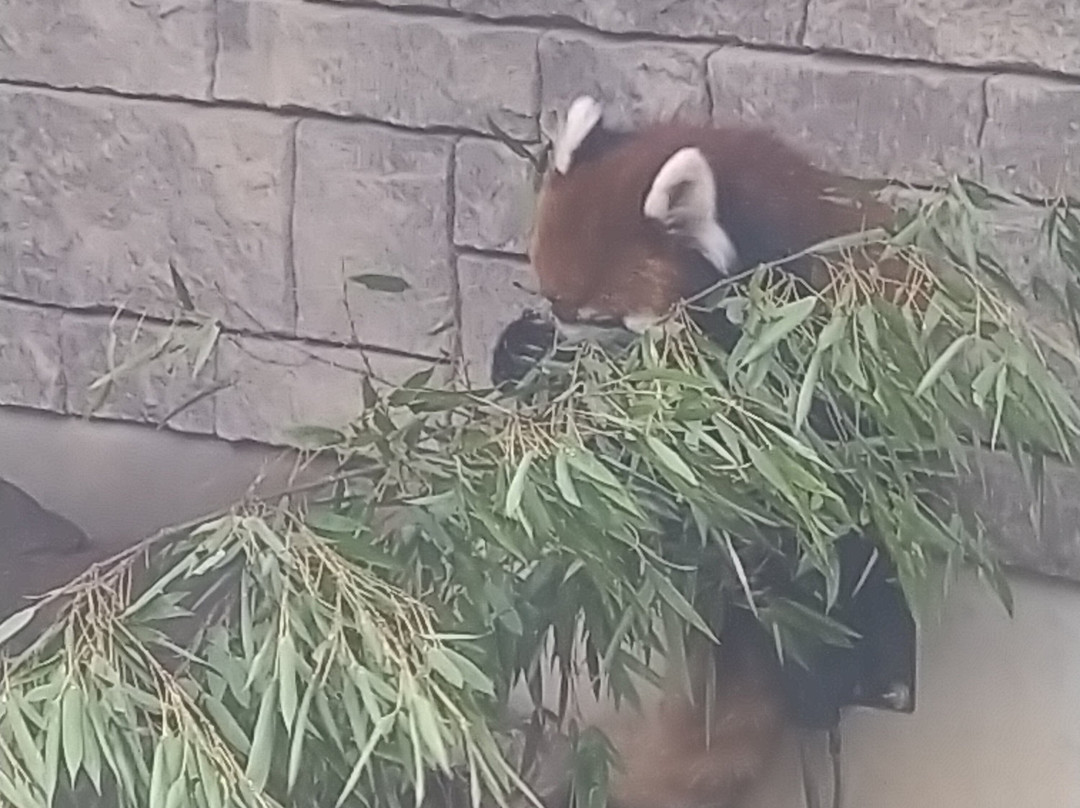 Hamamatsu Zoo logical Garden-滨松市必去景点