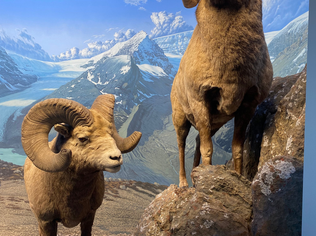 艾伯塔皇家博物馆-埃德蒙顿必去景点