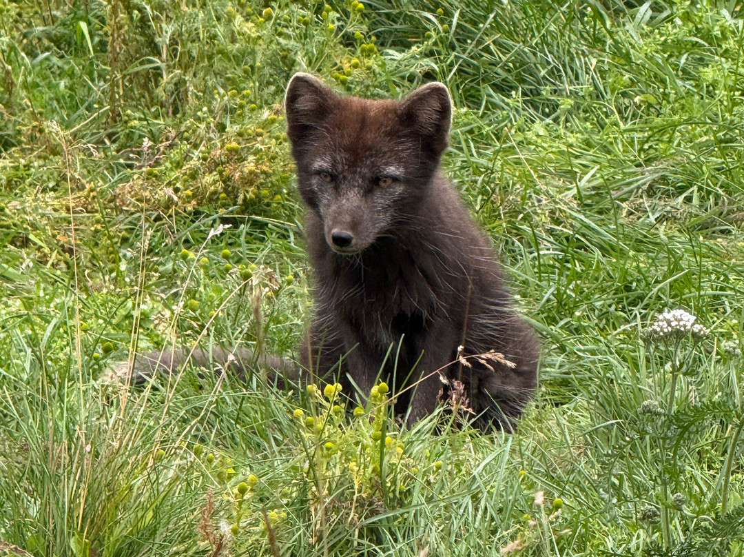 Isafjördur Guide-伊萨菲厄泽必去景点