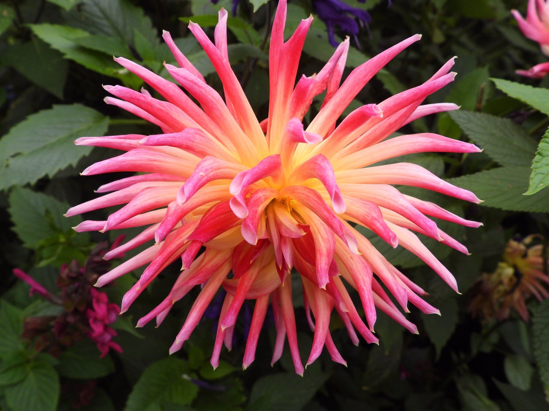 Bicton Park Botanical Gardens-Bicton必去景点