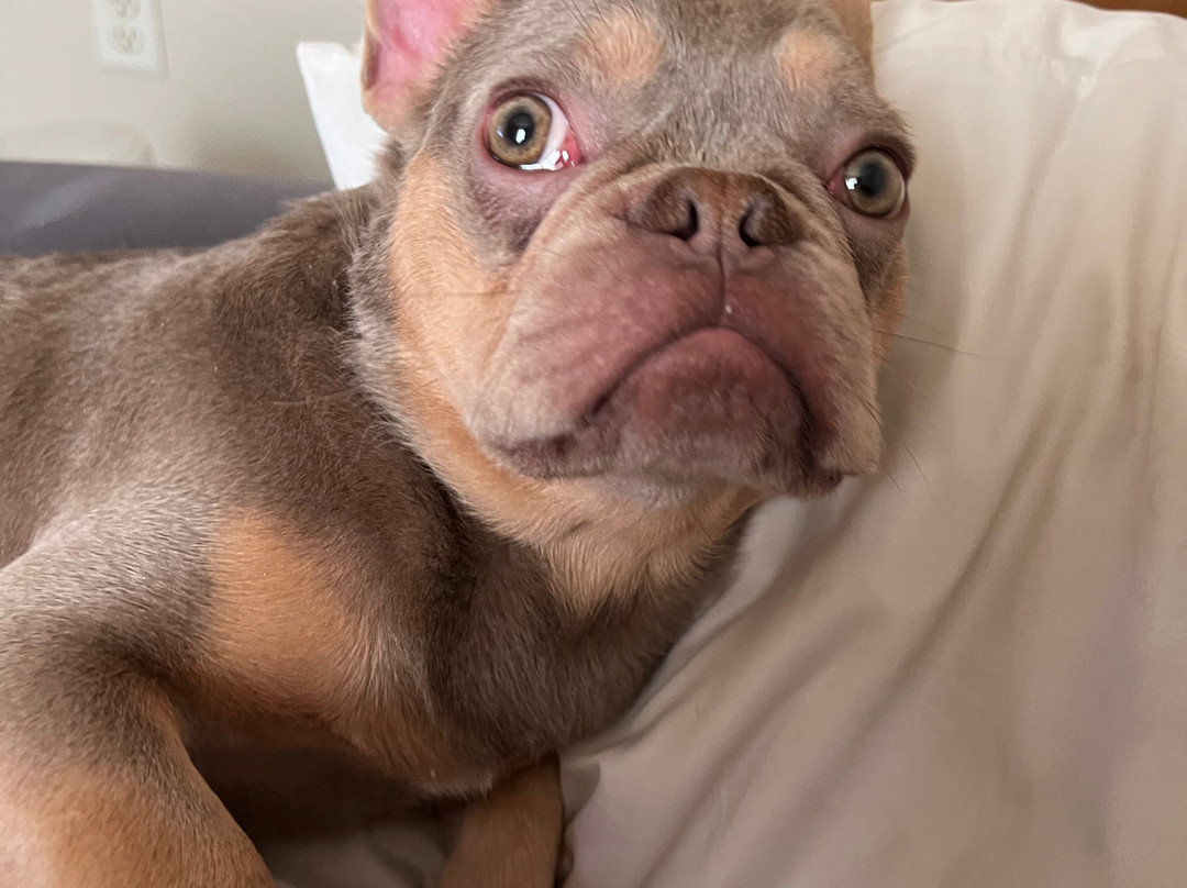 Super 8 By Wyndham Fort Madison主图