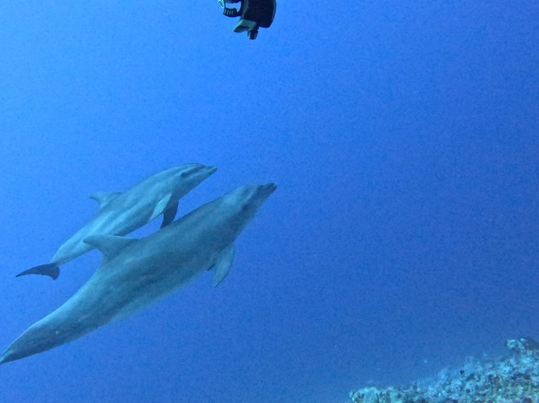 TOPDIVE Rangiroa-阿瓦托鲁必去景点