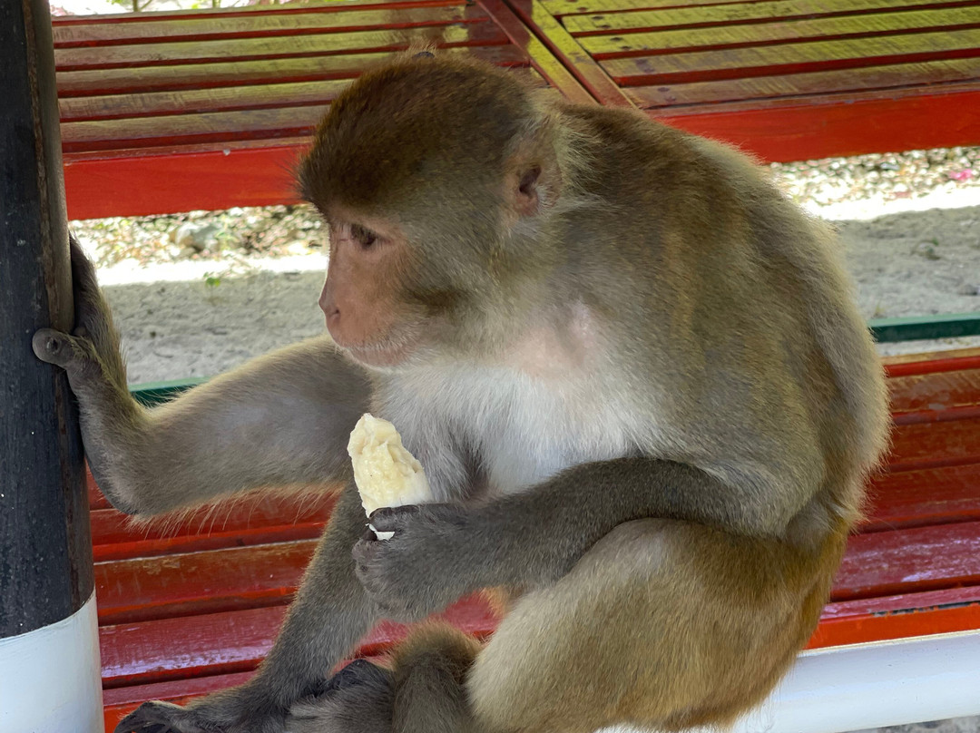 猴岛-芽庄必去景点