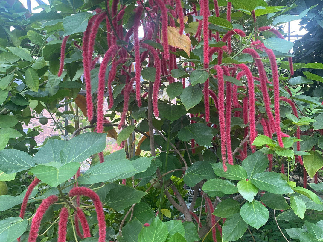 Anna Scripps Whitcomb Conservatory-底特律必去景点