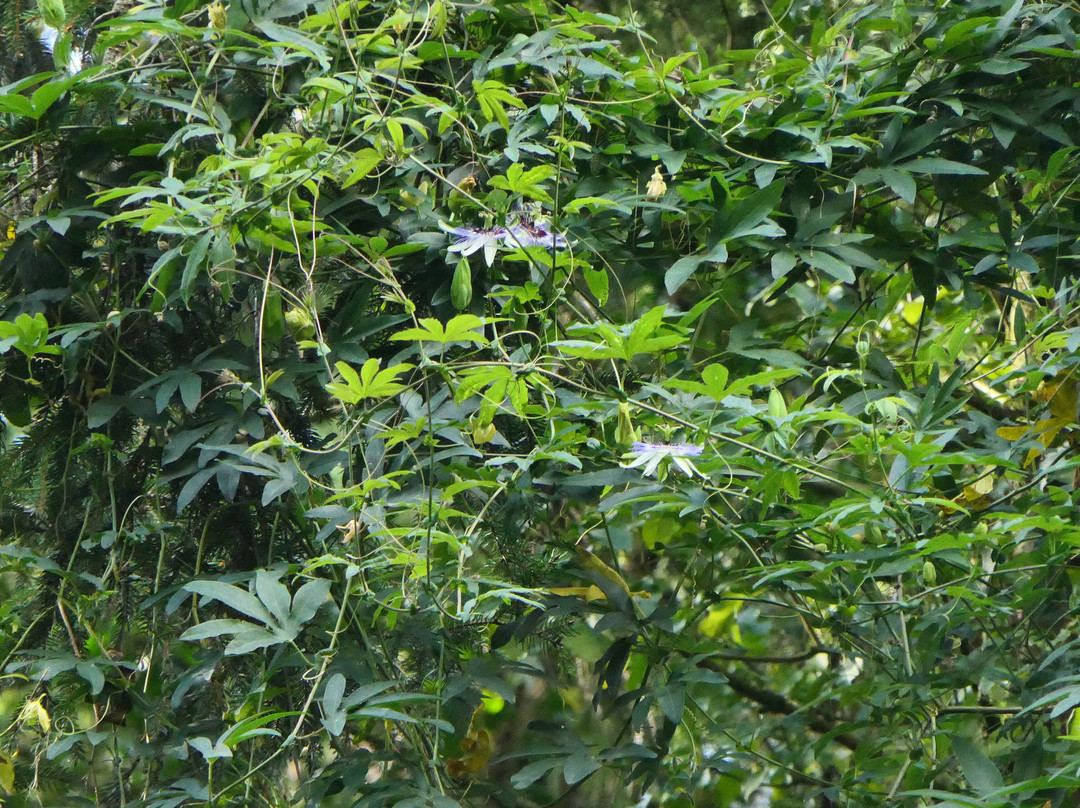 Jungle Garden-Eu必去景点