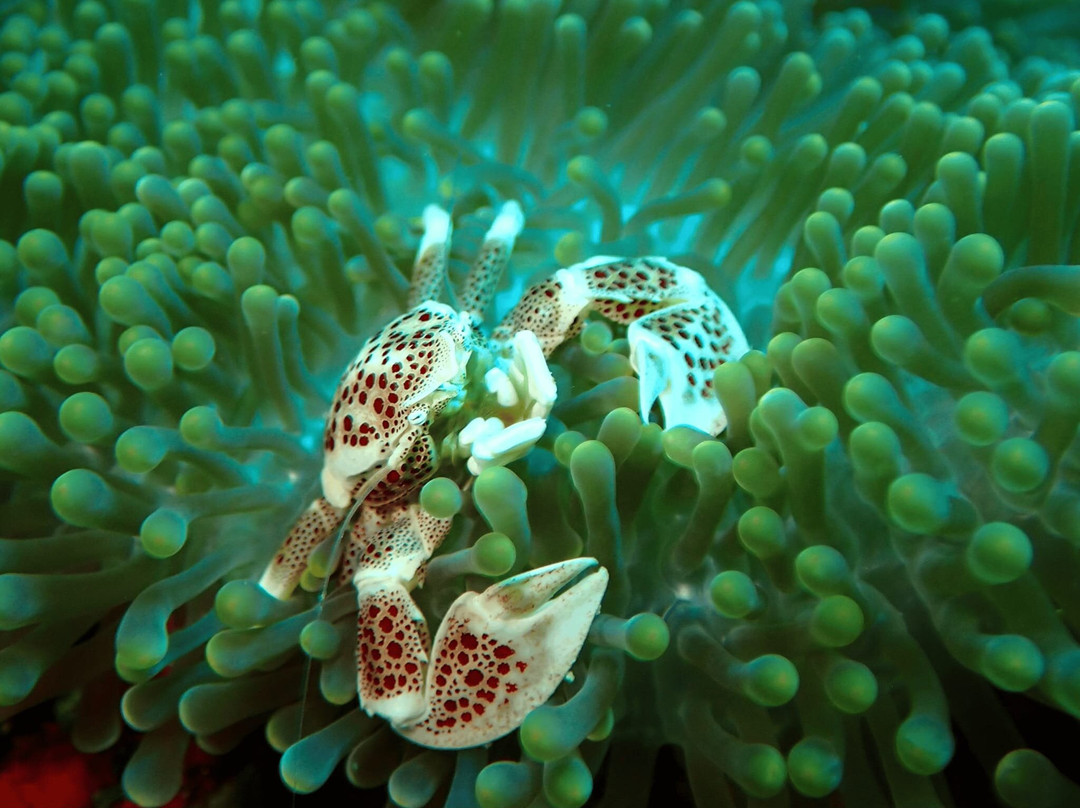 Thalassa Dive Resort Lembeh主图