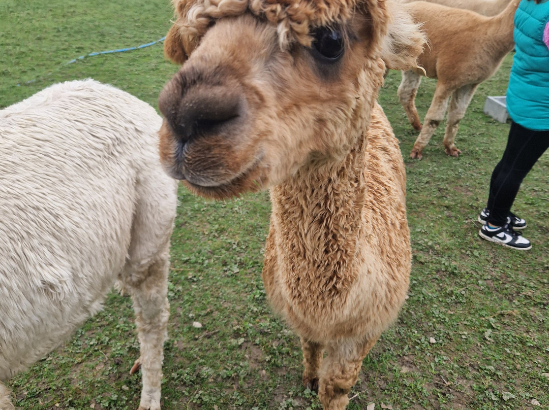 Brackenfield Alpacas-马特洛克必去景点