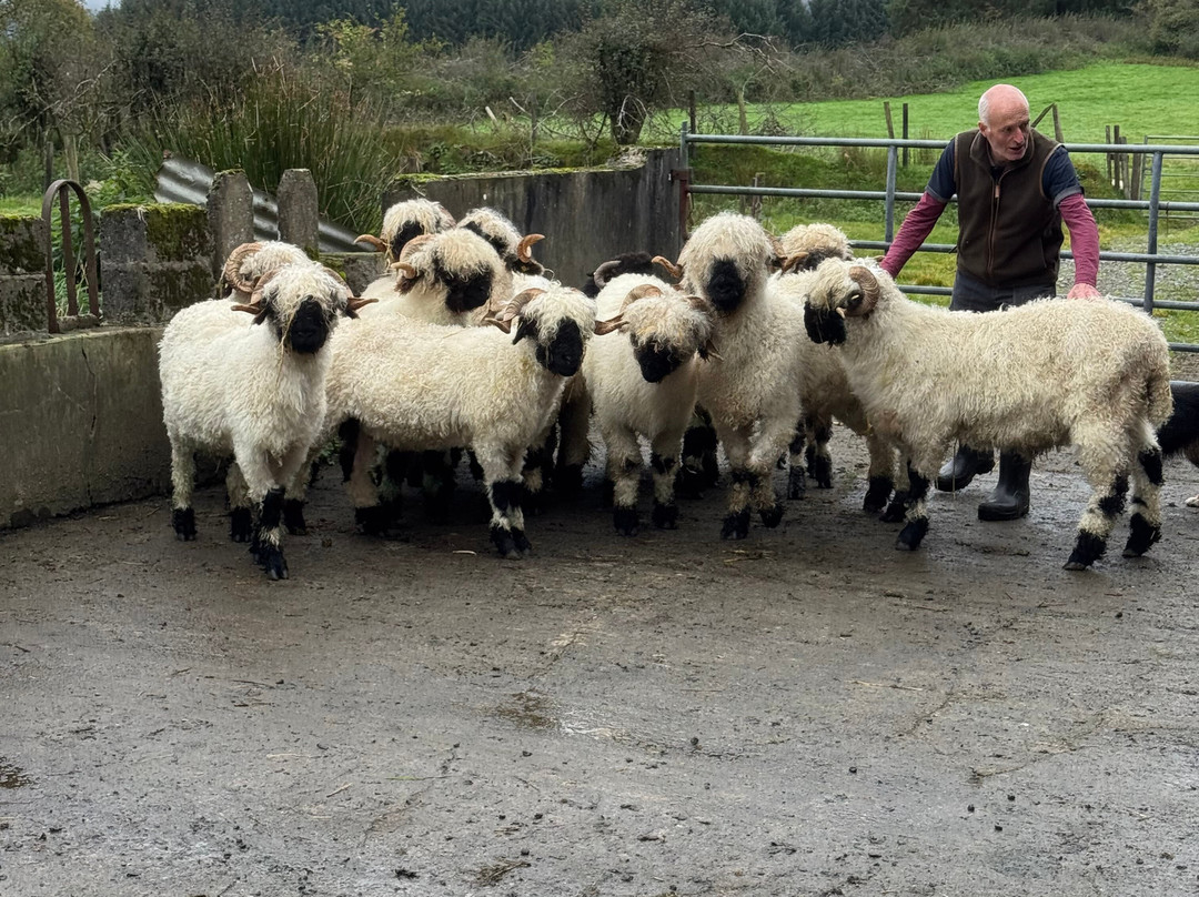 Wild Atlantic Sheep Walks-Tobercurry必去景点