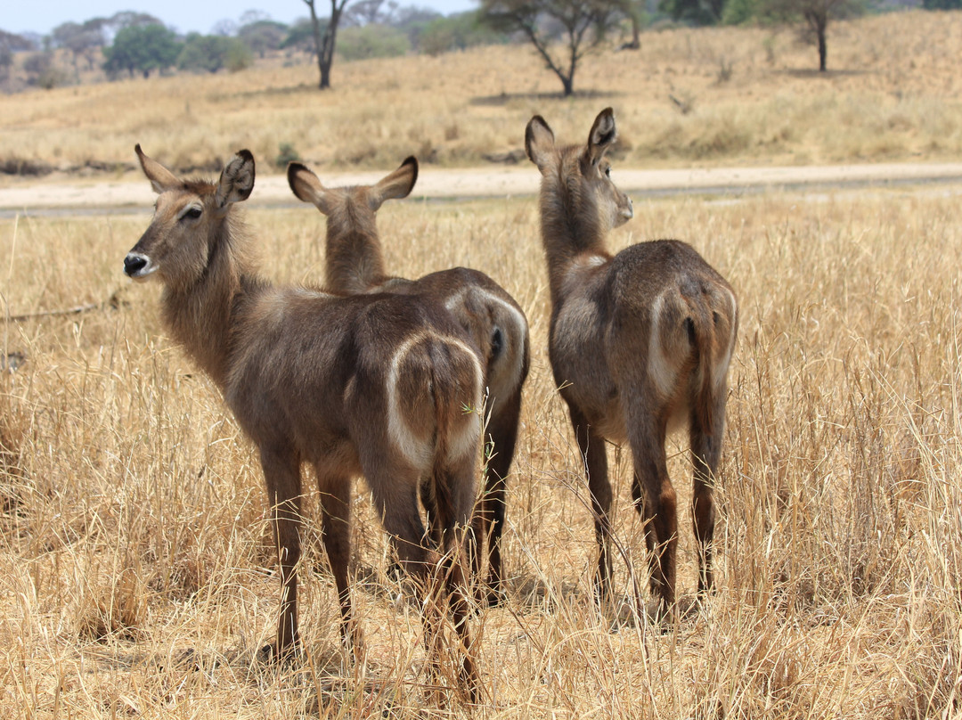 Safari Avventura-阿鲁沙必去景点