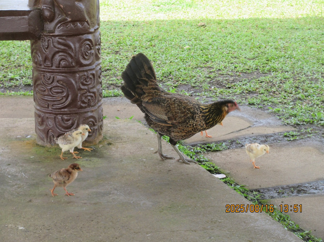 Tahiti Best Transport-法阿必去景点