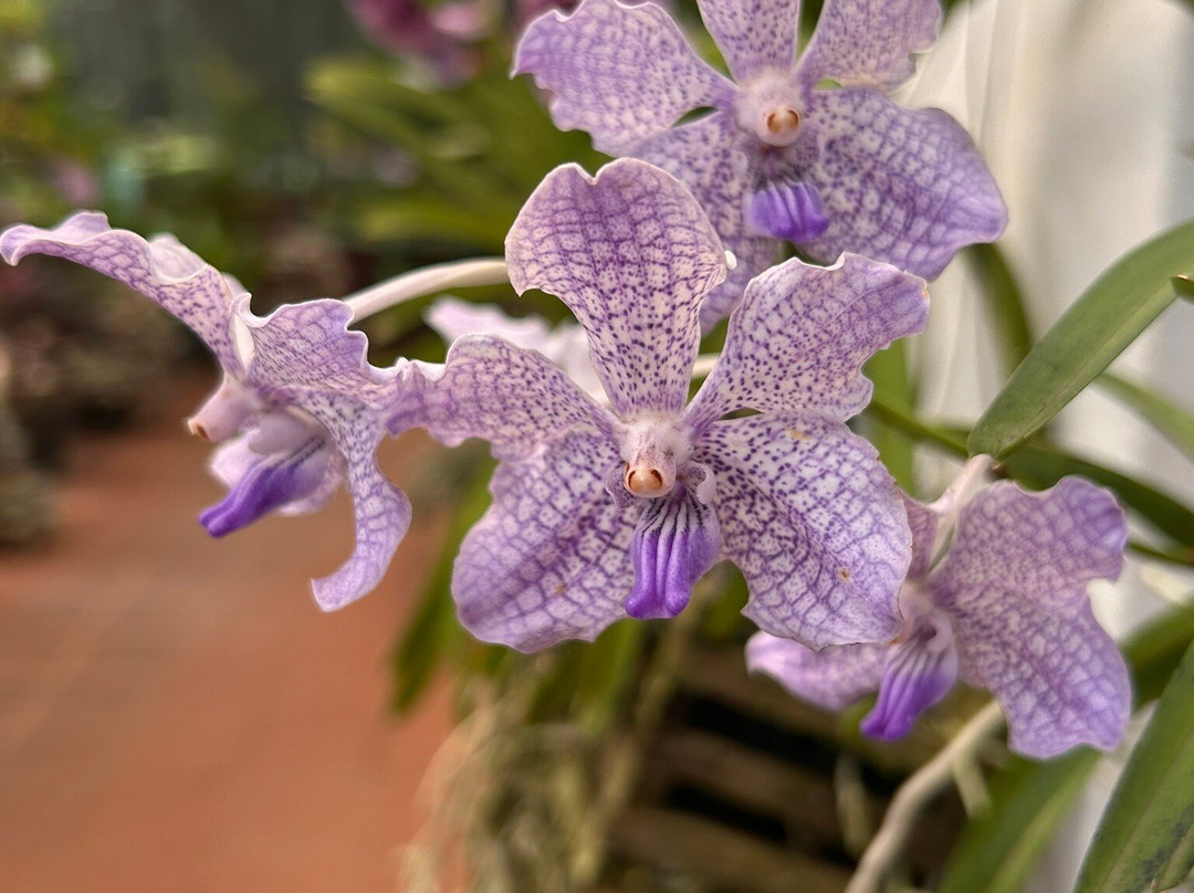 Driver Sri Lanka T-Two-奴娃拉伊利雅必去景点