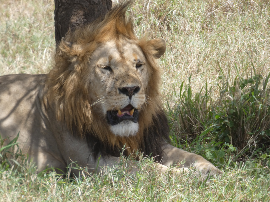 Tanzania Specialist-阿鲁沙必去景点