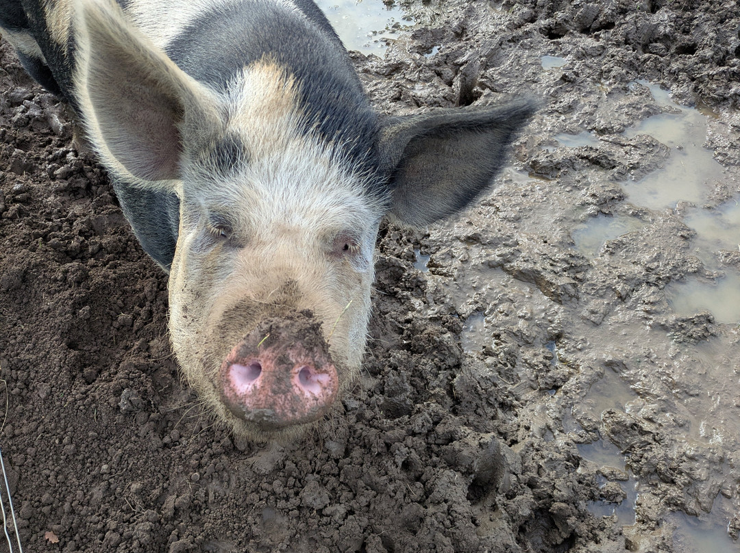 Woodgate Valley Country Park-伯明翰必去景点