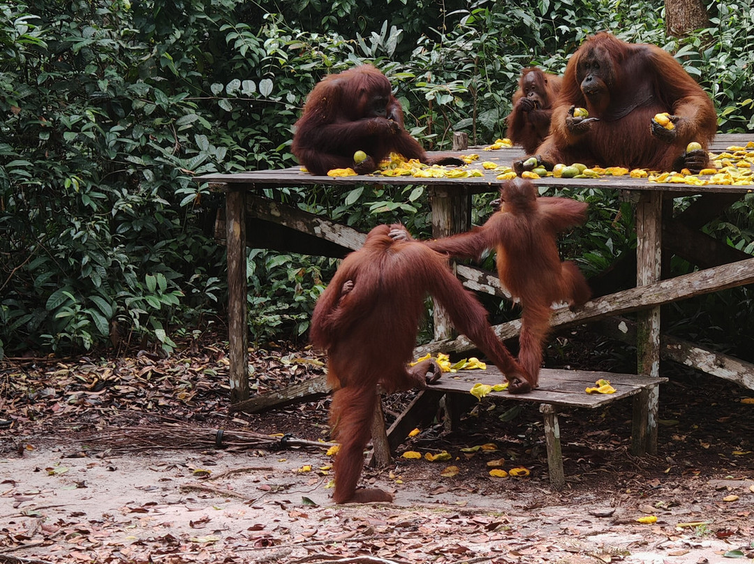 Dolphindo Tour Orangutan Tanjung Puting-Kumai必去景点
