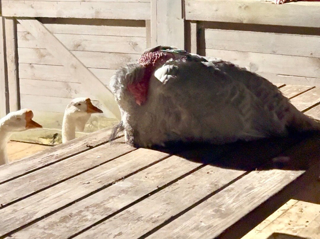 Cinevilla-Tukums必去景点