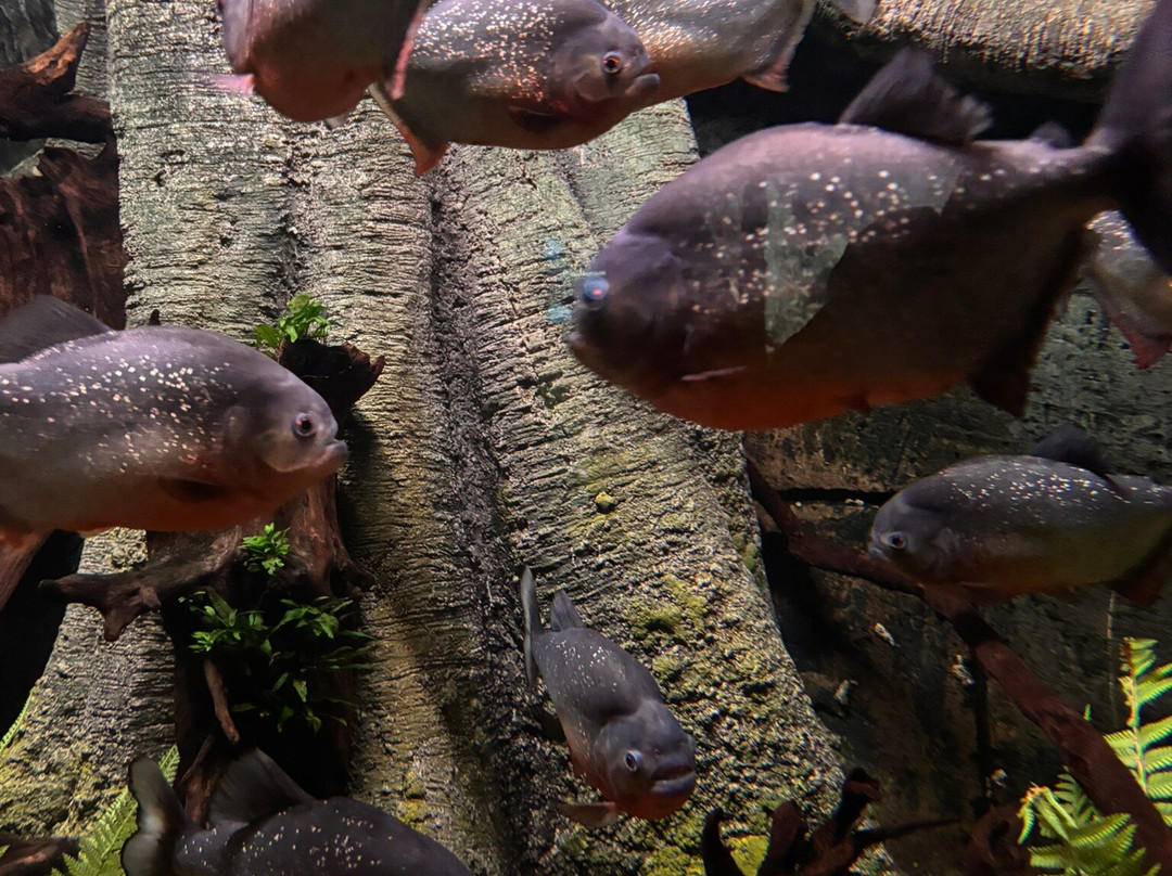 Dingle Oceanworld Aquarium-丁格尔必去景点