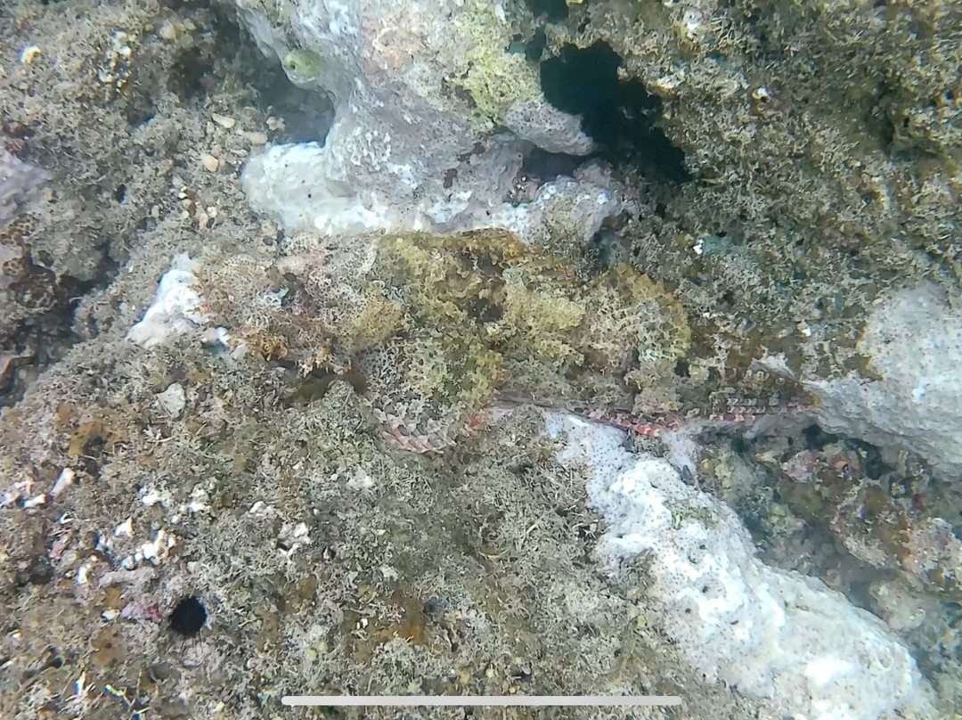 Reef Tour Mafia Island-Utende必去景点