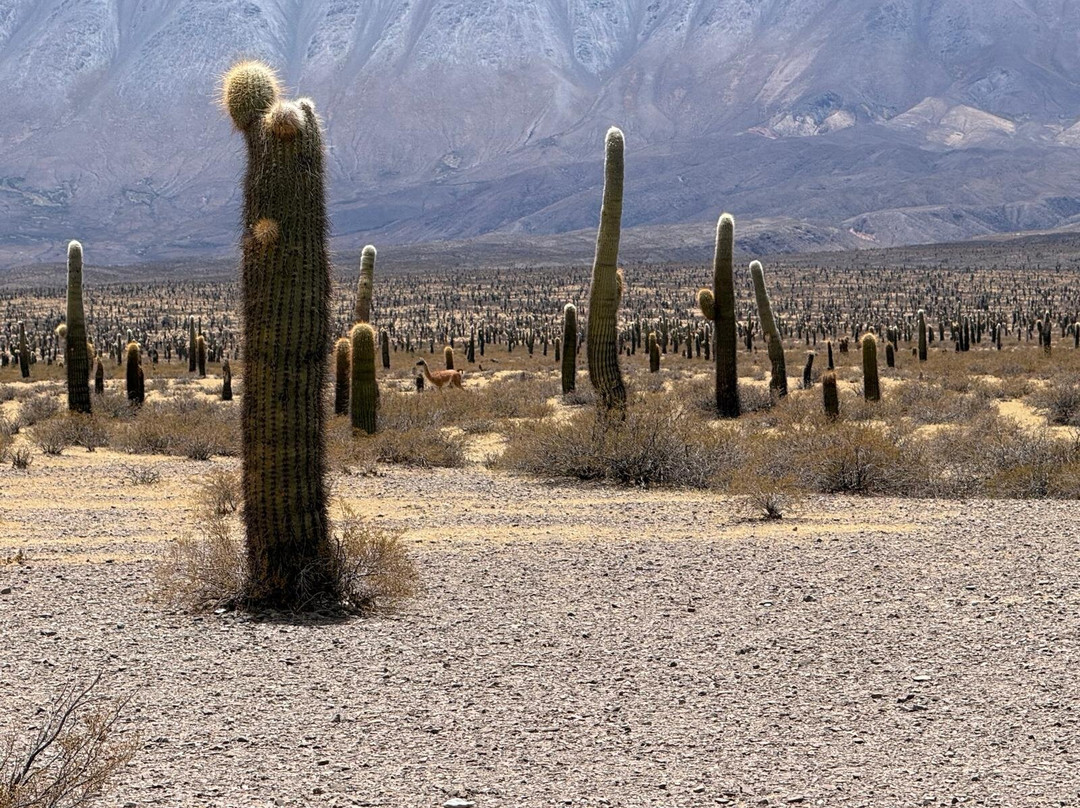 De Altura Viajes Y Turismo-萨尔塔必去景点