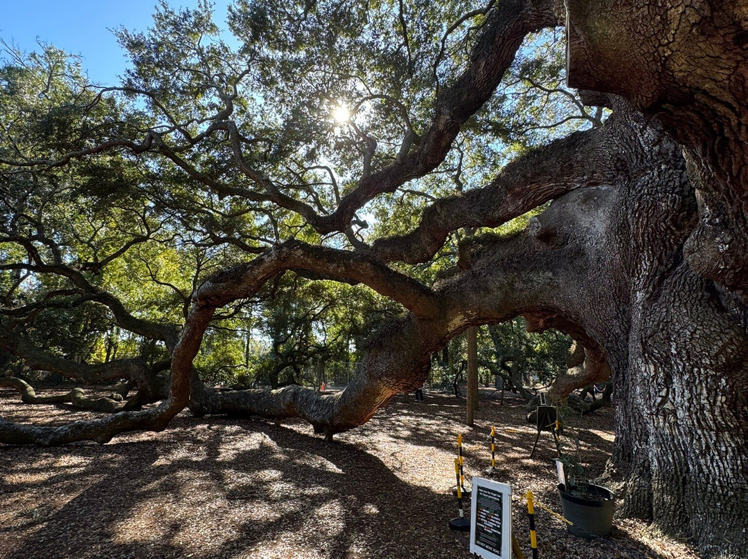 Angel Oak Tree-Johns Island必去景点