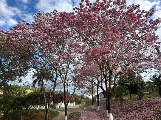 Tijota Park Hotel Fazenda主图