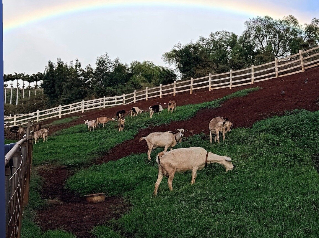 冲浪山羊农场-库拉必去景点