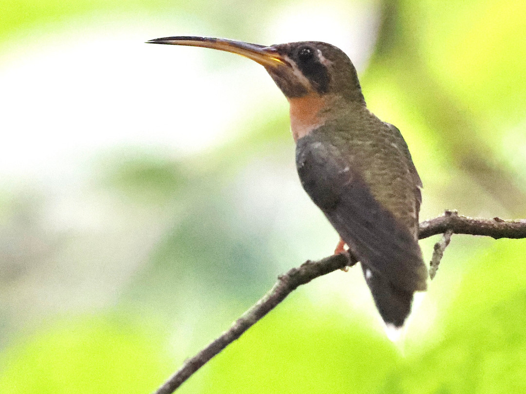 La Palapa Eco Lodge Resort主图