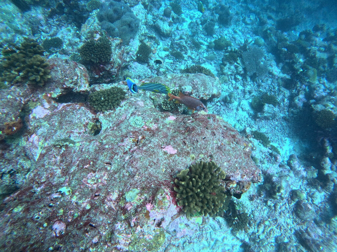 Euro-Divers Meeru-蜜月岛必去景点