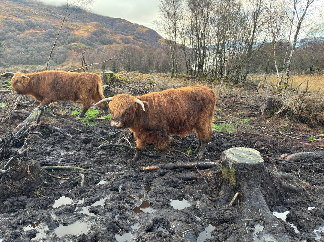 Highland Titles Nature Reserve-Duror必去景点