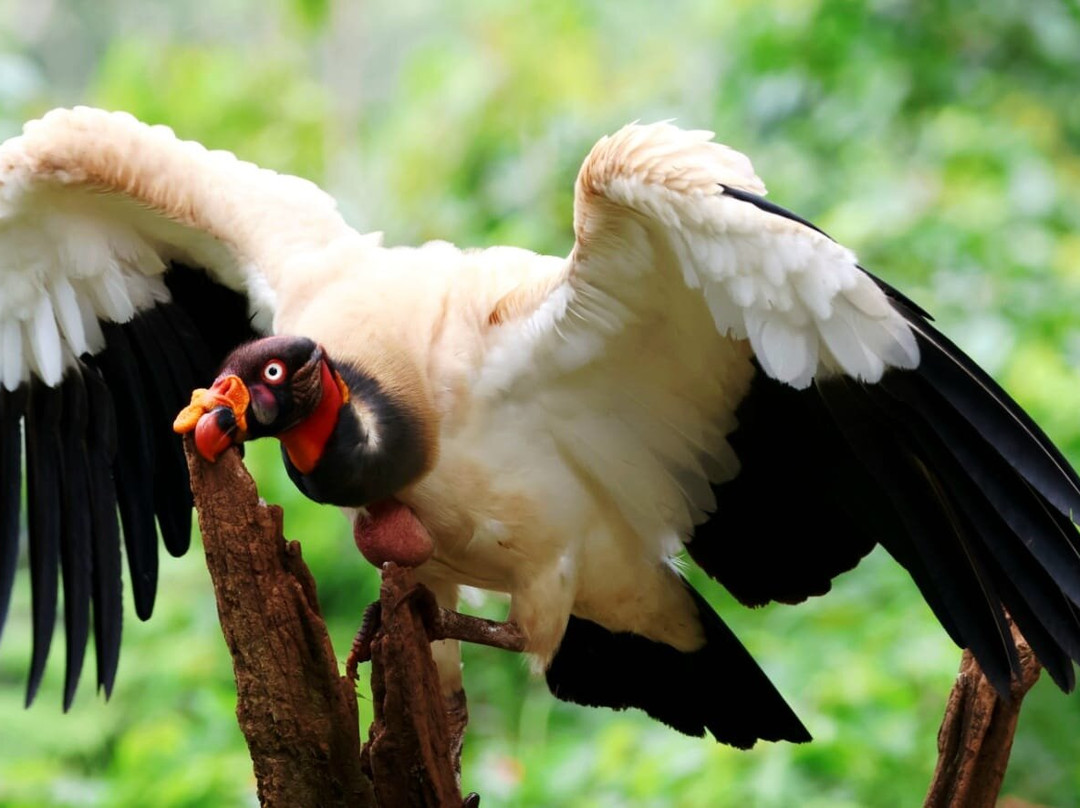 Pizote Tours-Boca Tapada必去景点