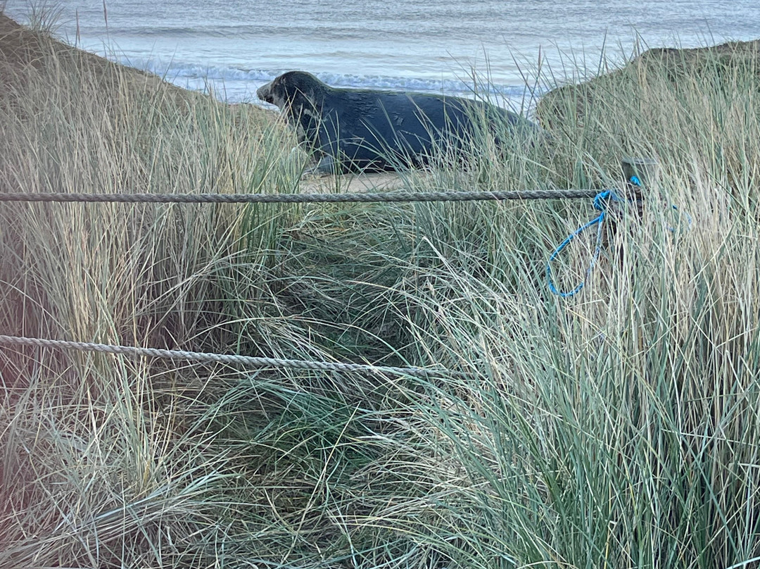 Winterton Dunes-Winterton-on-Sea必去景点