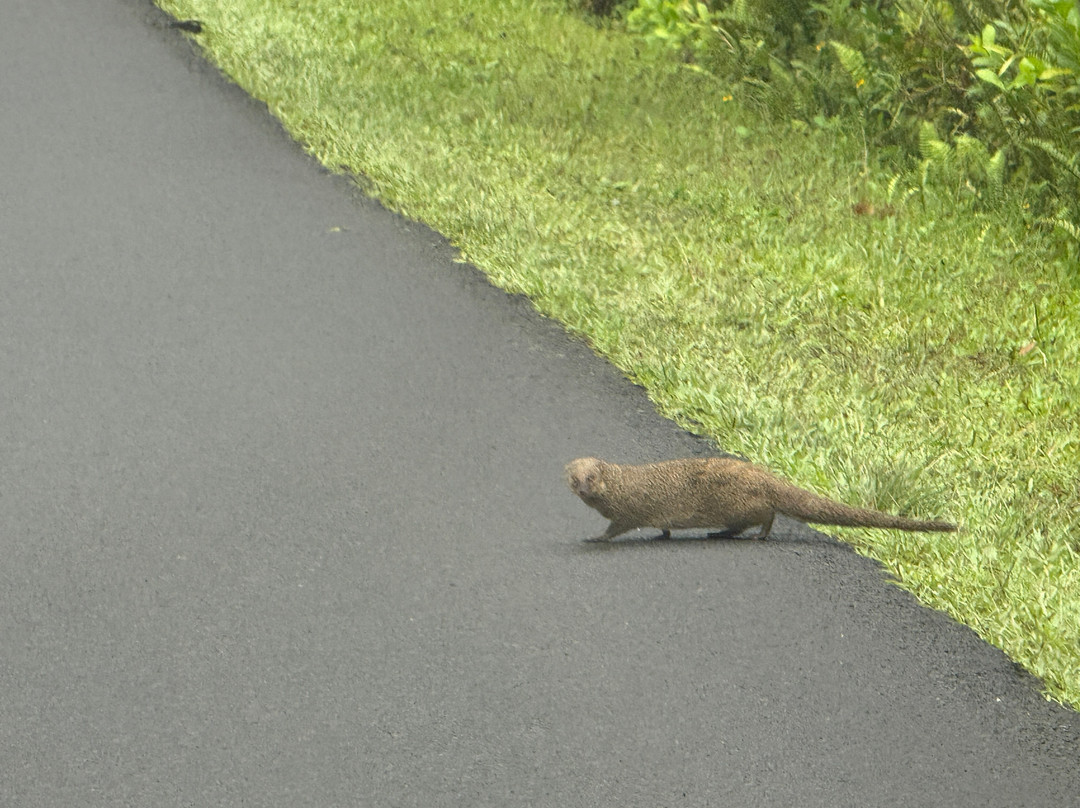 火玛卢霞植物园-卡内奥赫必去景点