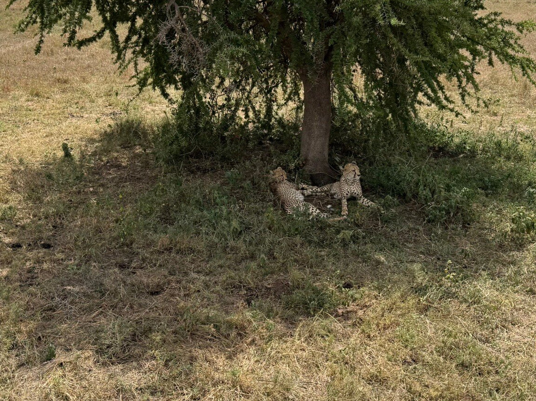 Ngatunga Tours-乞力马扎罗山国家公园必去景点