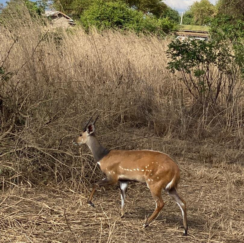 Safari 56 Limited-Dar es Salaam必去景点