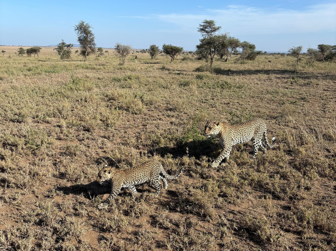Taswira Africa Safaris-阿鲁沙必去景点