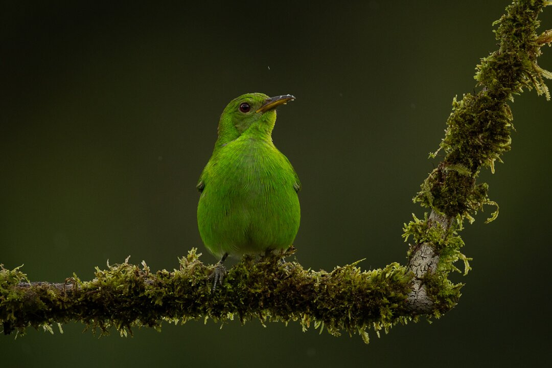 Hotel San Rafael Ecolodge主图